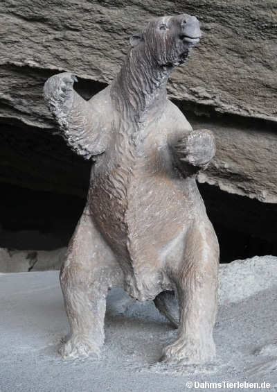 Mylodon darwini