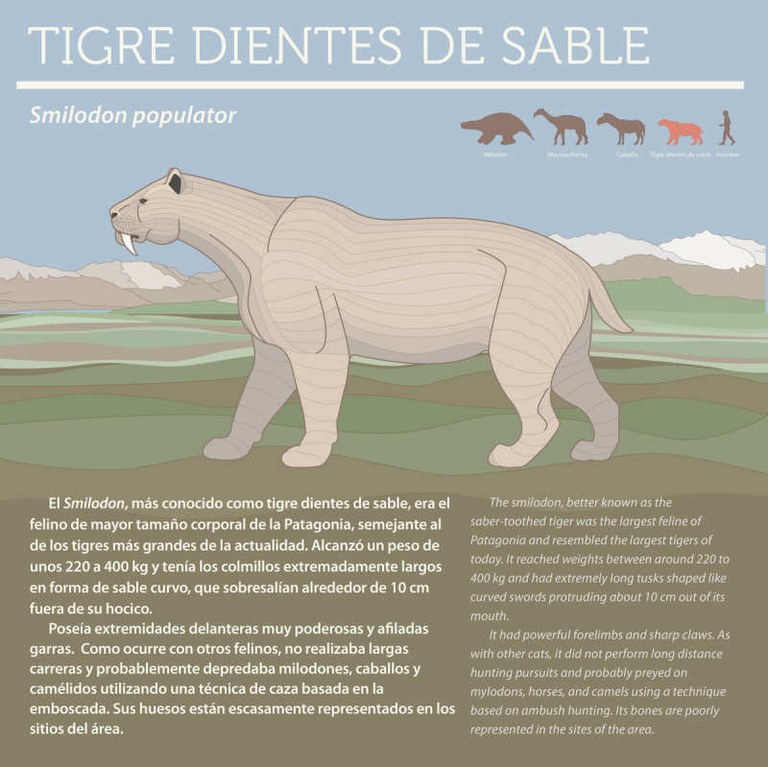 Smilodon populator