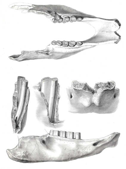 mylodon-3