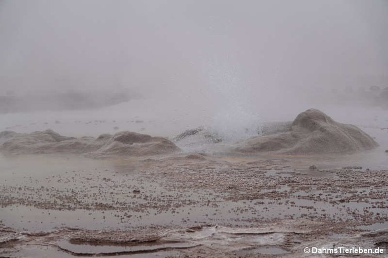Geysirfeld El Tatio
