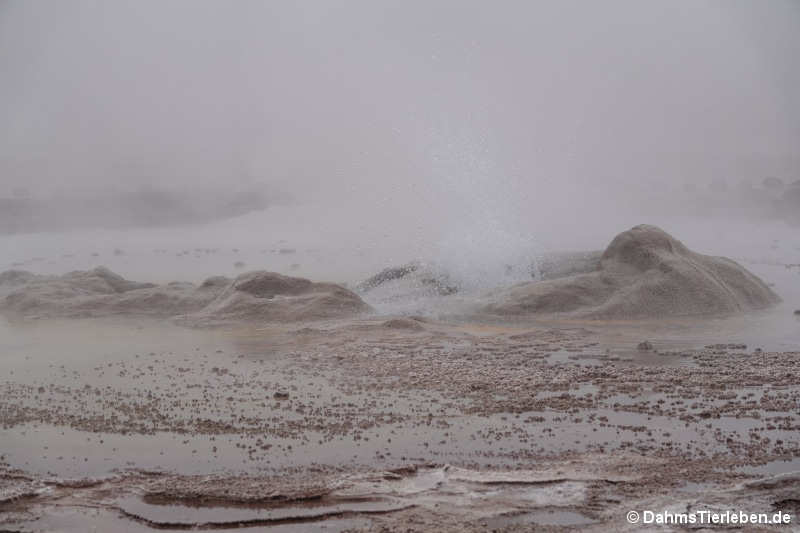 Geysirfeld El Tatio