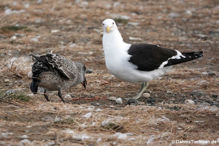 Larus dominicanus dominicanus