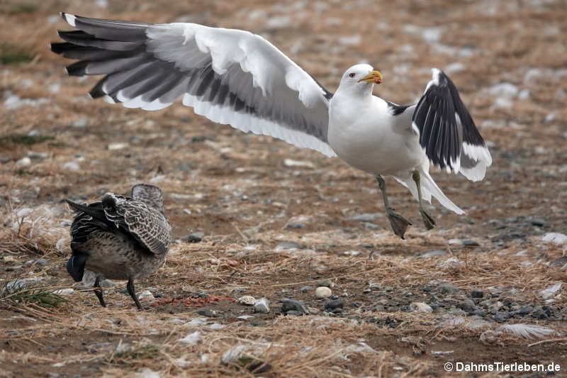 Larus dominicanus-2
