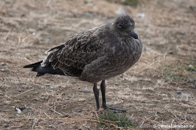 Larus dominicanus dominicanus