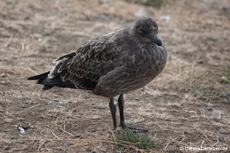 Larus dominicanus dominicanus