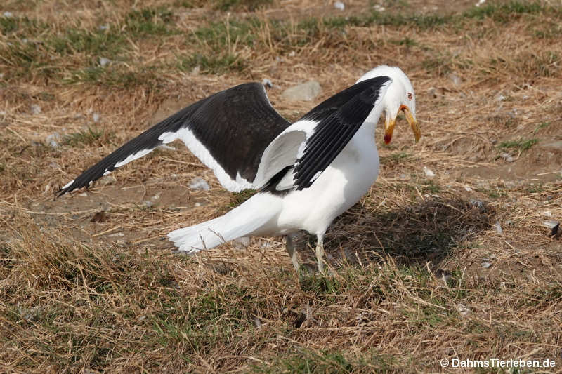 Larus dominicanus dominicanus-5