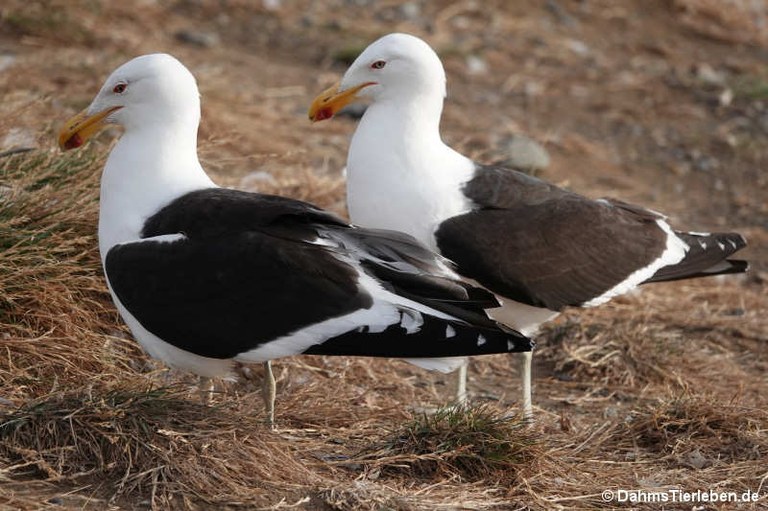 Larus dominicanus dominicanus
