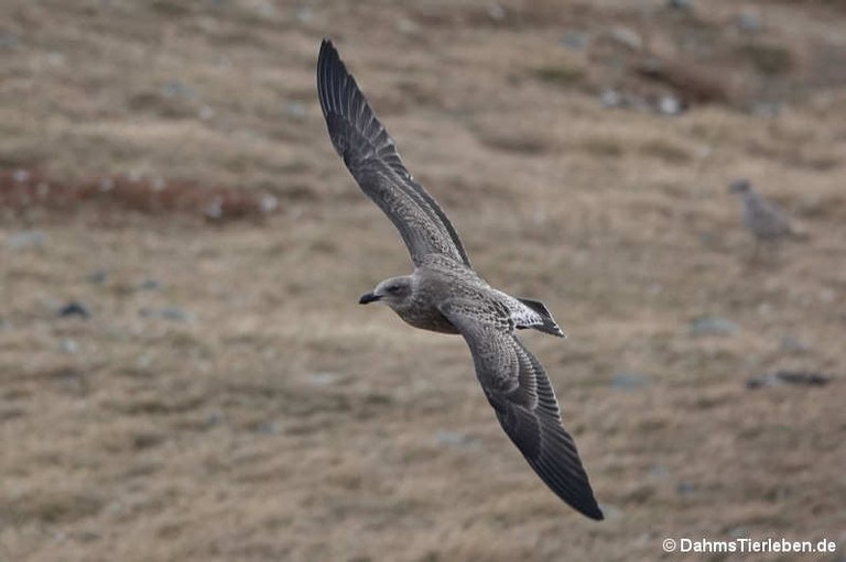 Larus dominicanus dominicanus