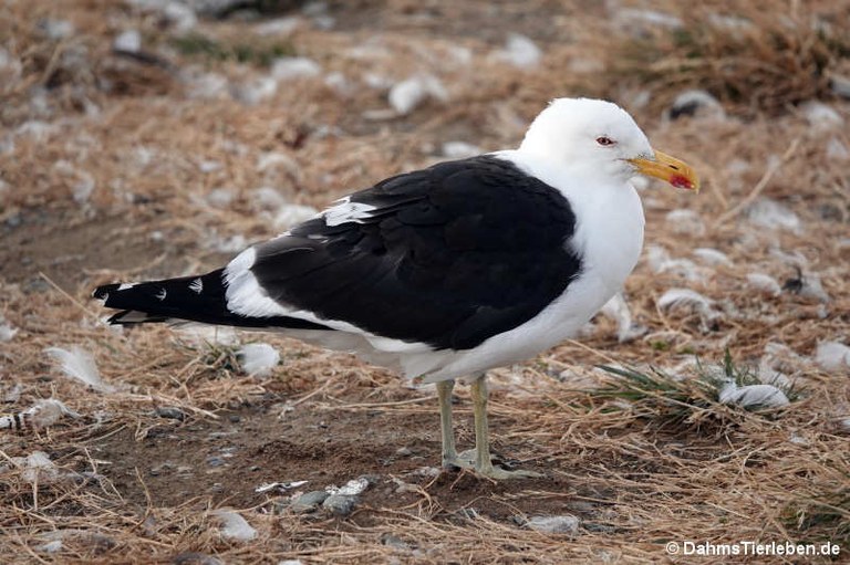 Larus dominicanus dominicanus