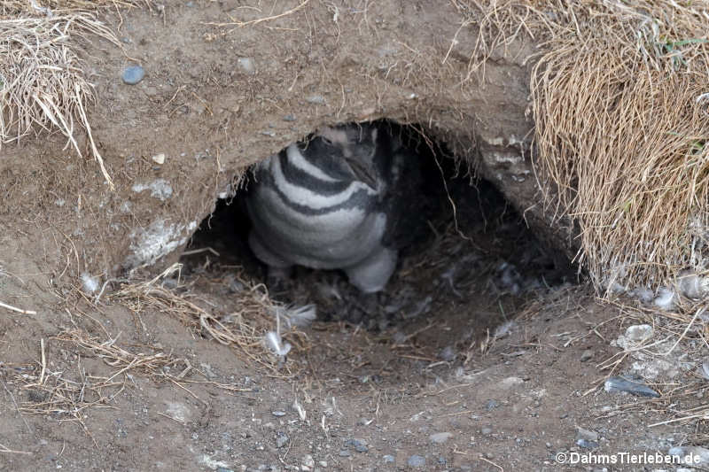 Spheniscus magellanicus-1