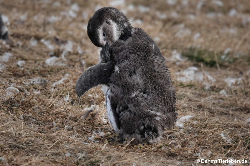 Spheniscus magellanicus-9