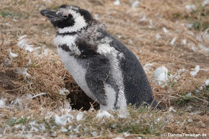 Spheniscus magellanicus-10