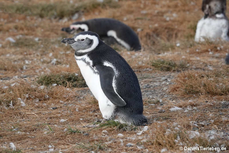 Spheniscus magellanicus-2