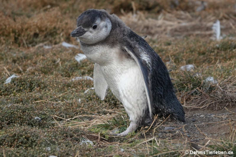 Spheniscus magellanicus