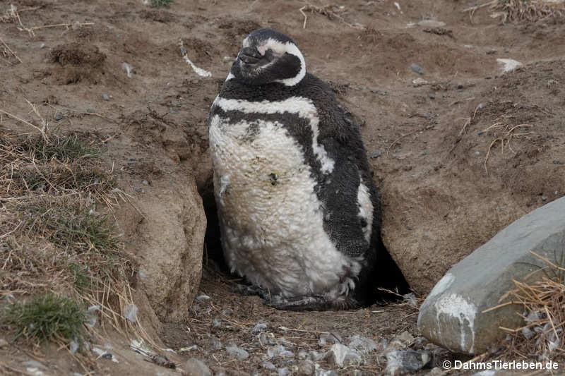 Spheniscus magellanicus-7