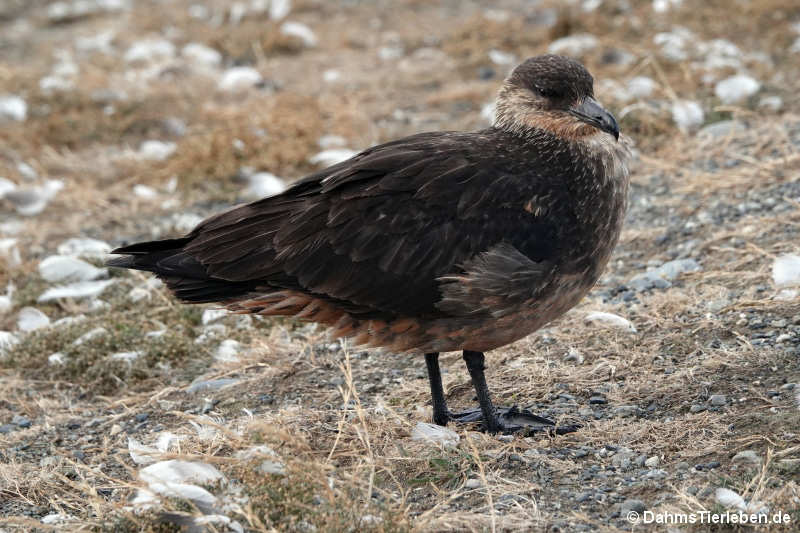 Stercorarius chilensis-5