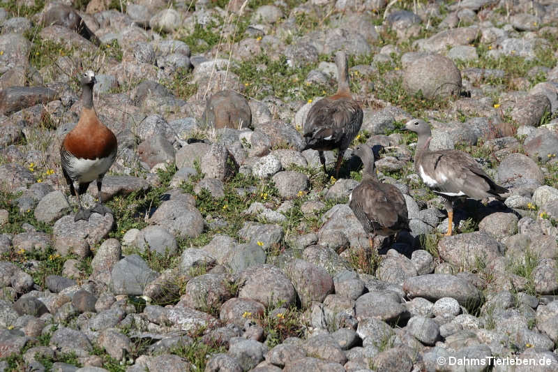 Chloephaga poliocephala-3