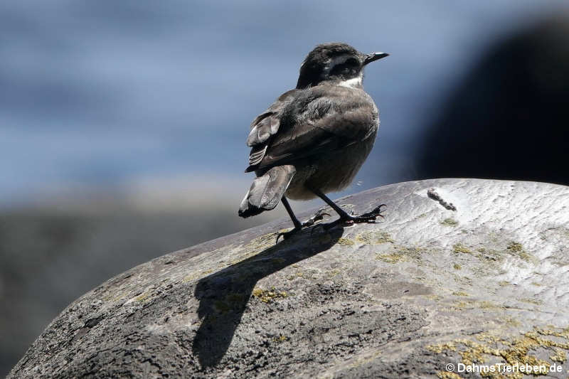 Chilenischer Uferwipper Cinclodes patagonicus chilensis-2