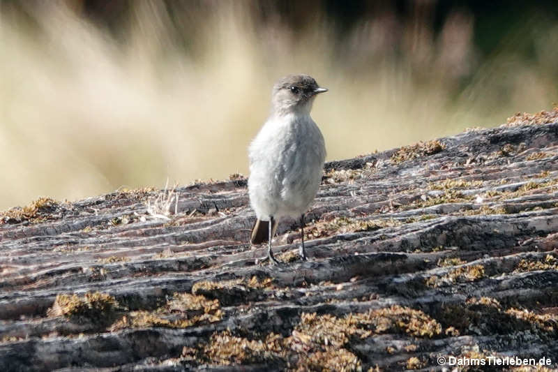 Muscisaxicola maclovianus-2