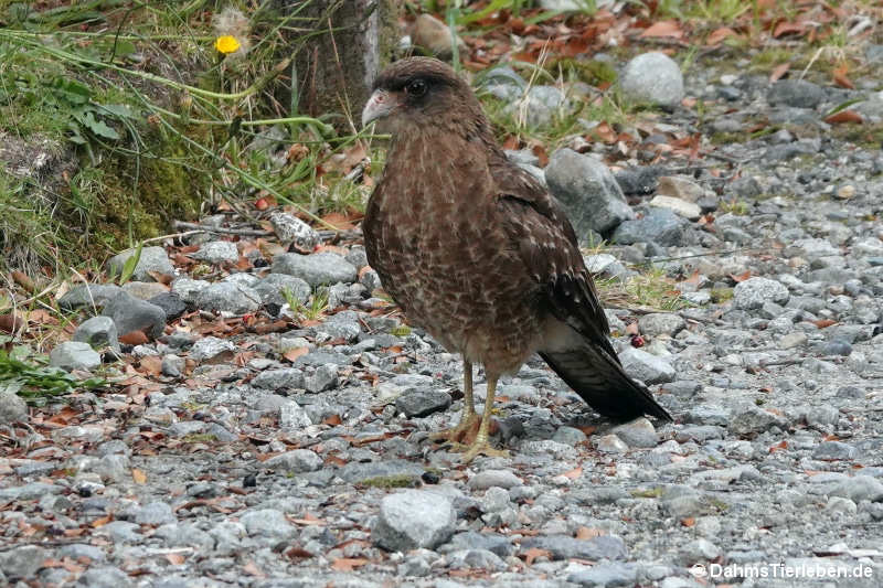 Phalcoboenus chimango-2