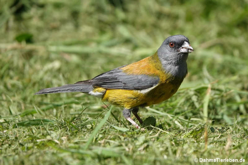 Graukopf-Ammertangare Phrygilus patagonicus-1