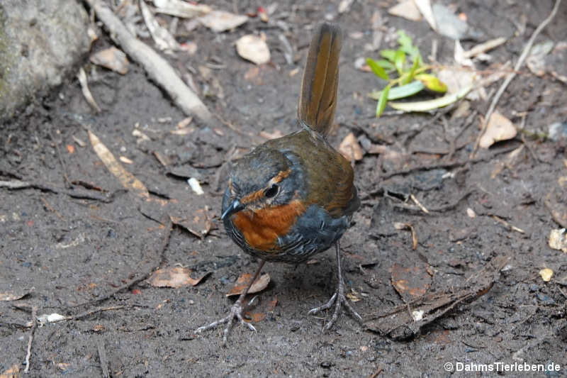 Rotkehltapaculo Scelorchilus rubecula-1