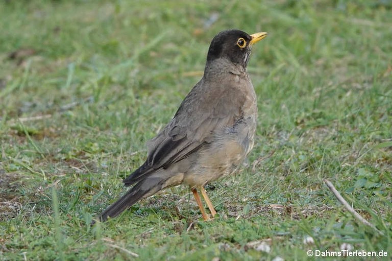 Turdus falcklandii magellanicus