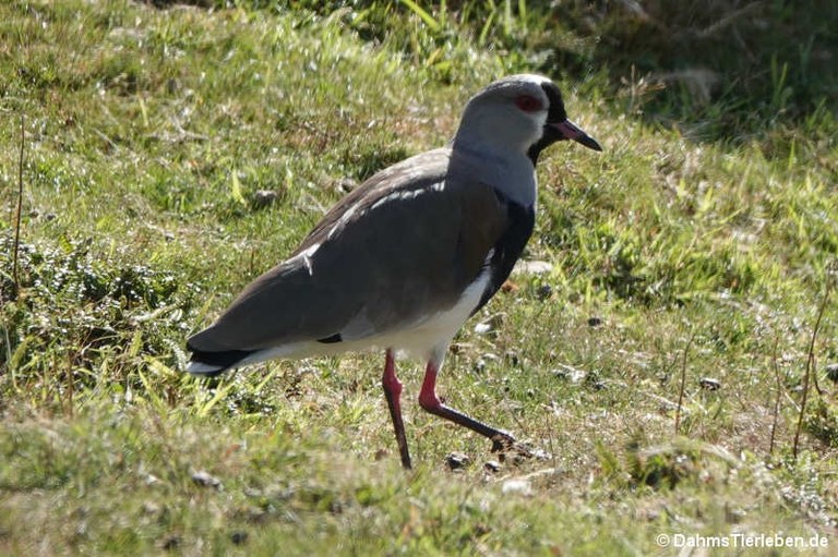 Vanellus chilensis