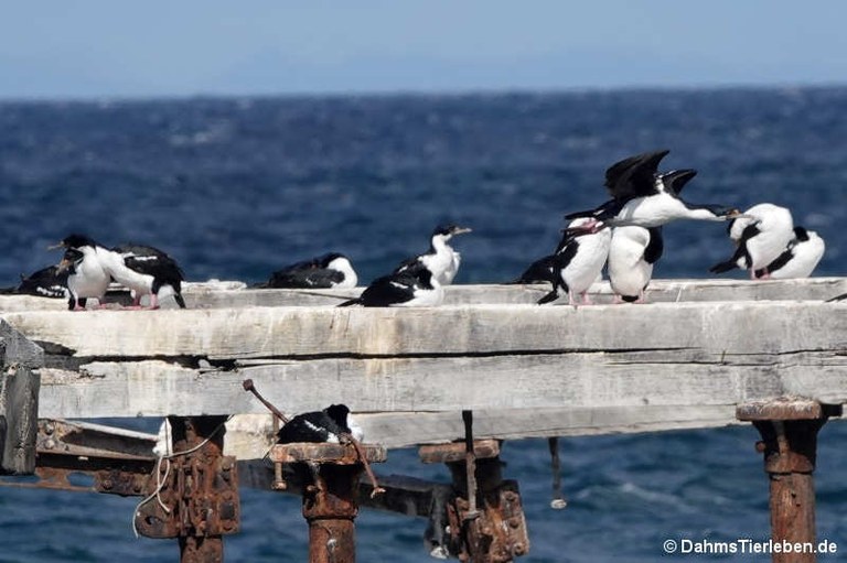 Leucocarbo atriceps