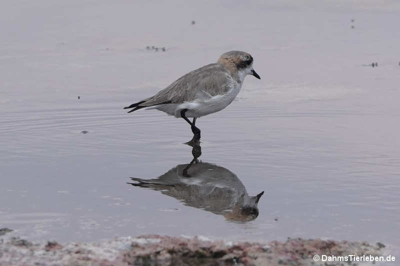 Anarhynchus alticola-2