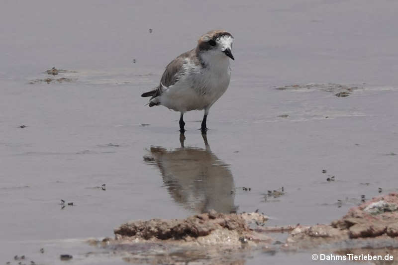 Anarhynchus alticola-3