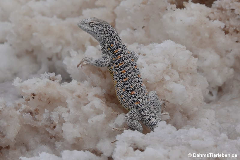 Liolaemus valdesianus-3