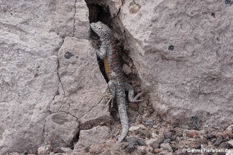 Liolaemus valdesianus-2