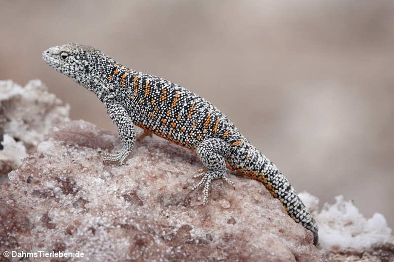 Liolaemus fabiani