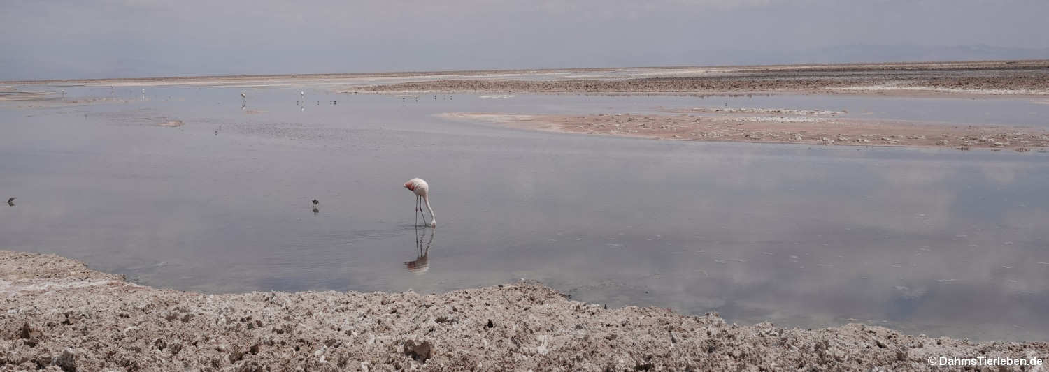 salar-1