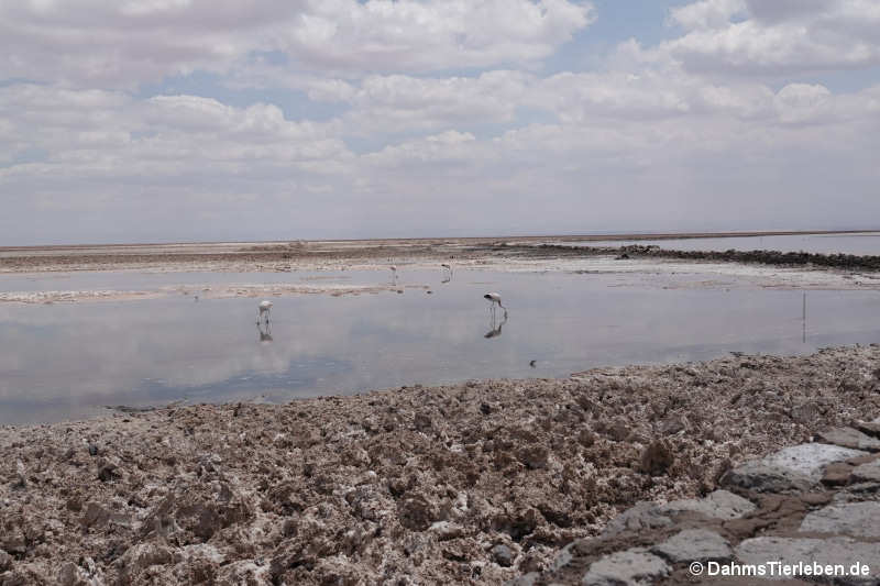 salar-2
