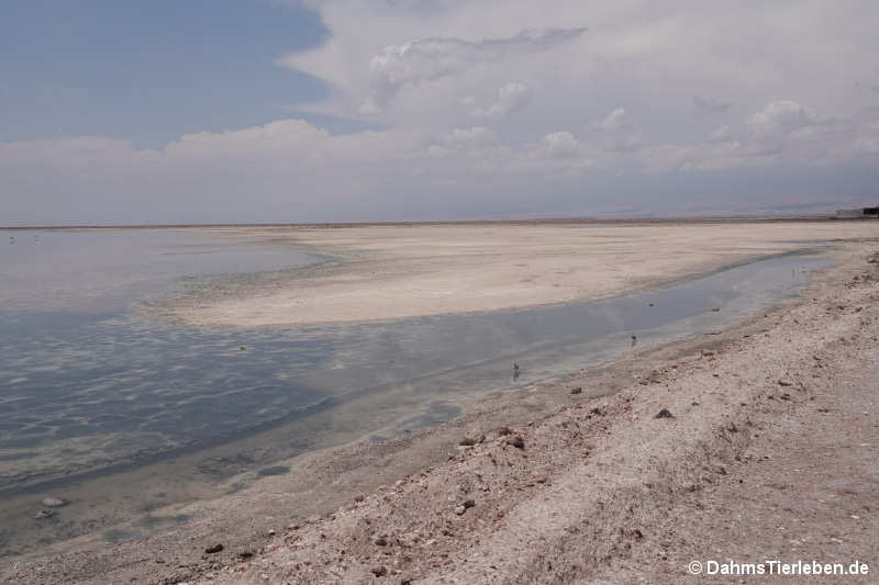 Laguna Chaxa