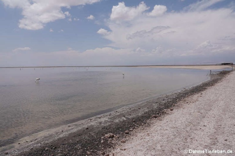 Laguna Chaxa