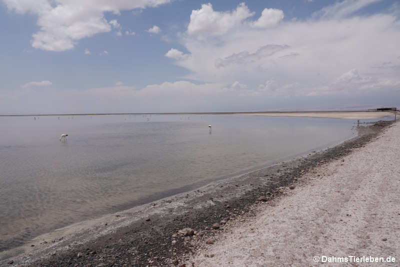 Laguna Chaxa