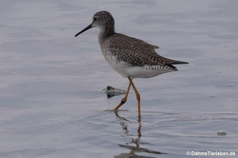 Tringa melanoleuca-2