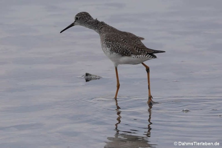 Tringa melanoleuca