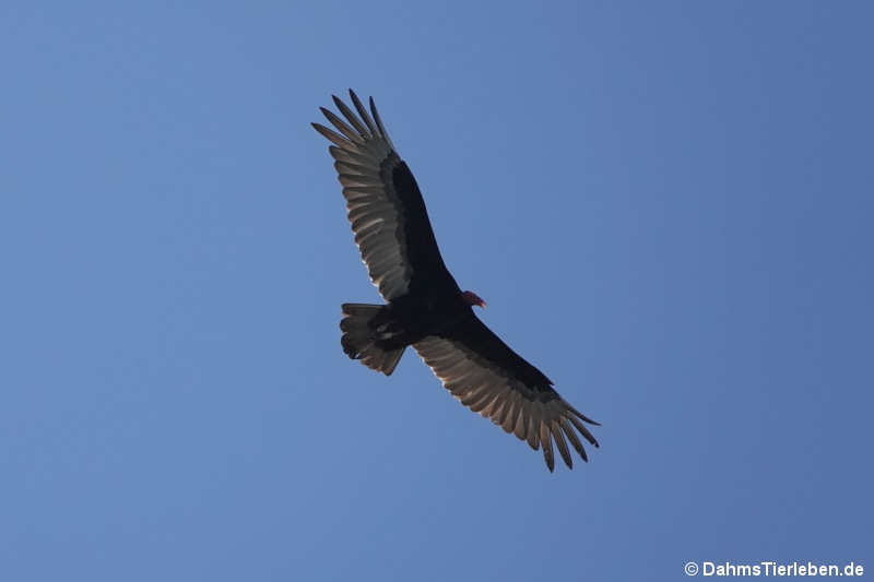 Cathartes aura jota
