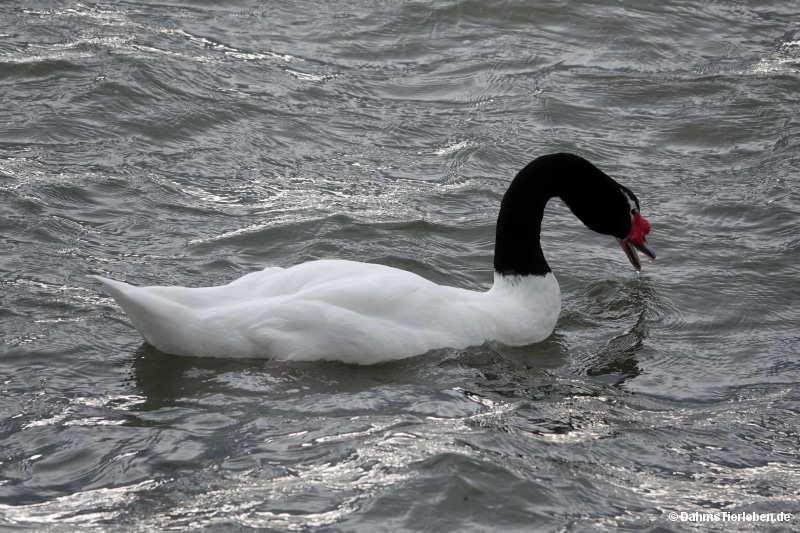 Cygnus melancoryphus-6