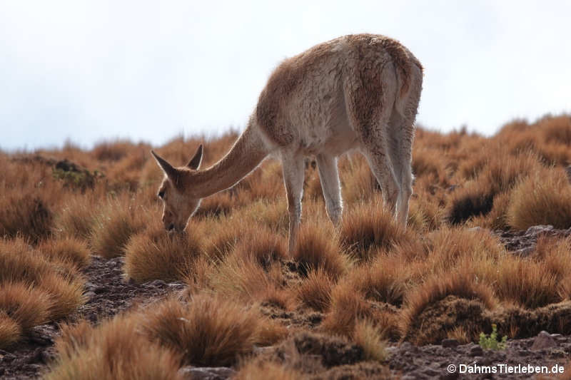 Guanako Lama guanicoe-4
