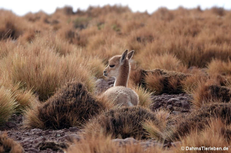 Guanako Lama guanicoe-5