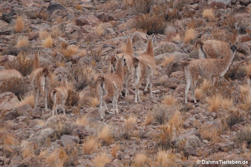 Guanakos Lama guanicoe-6