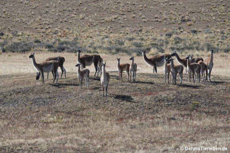 Guanakos Lama guanicoe-2