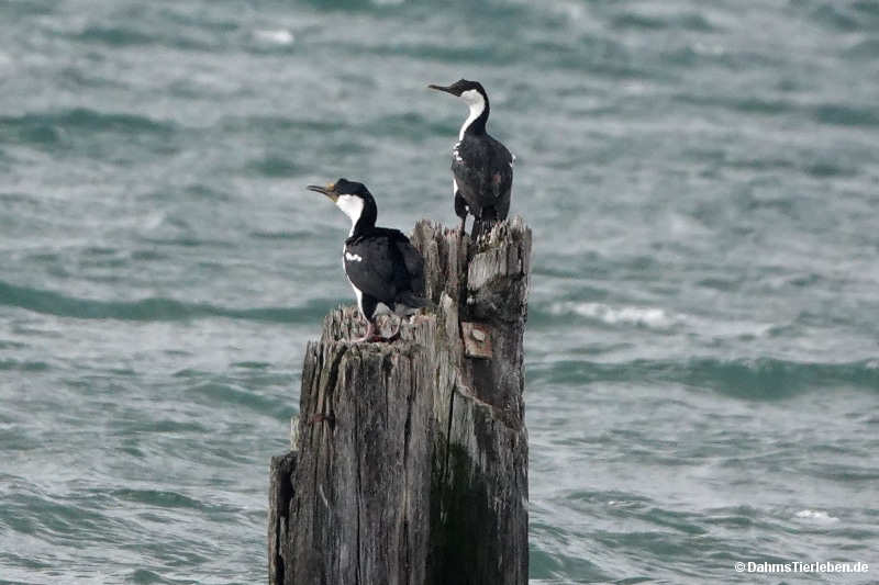Leucocarbo atriceps