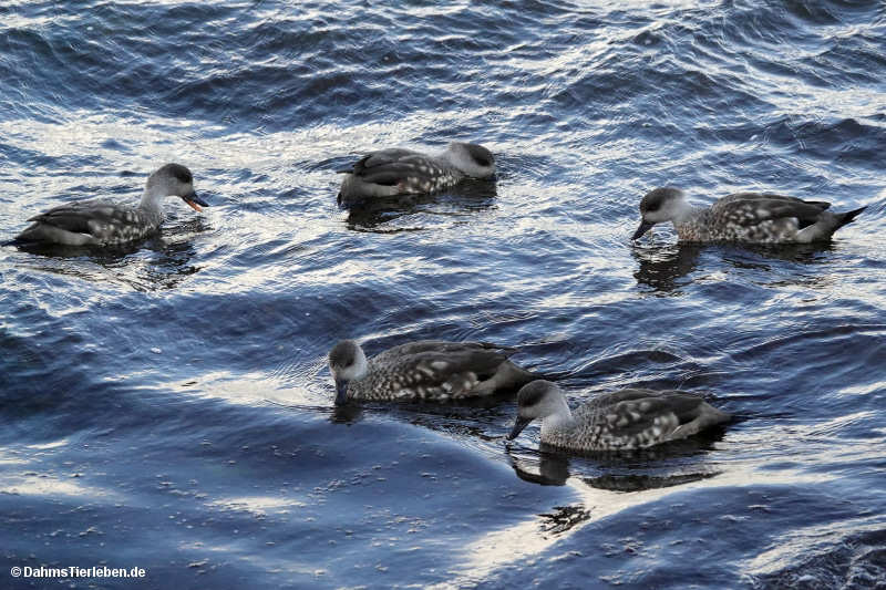 Lophonetta specularioides specularioides-6