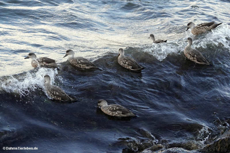 Lophonetta specularioides specularioides-5